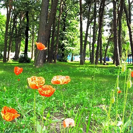 34 Przy Plazy 山林小屋